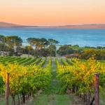 SA Vineyard with Coast in Background